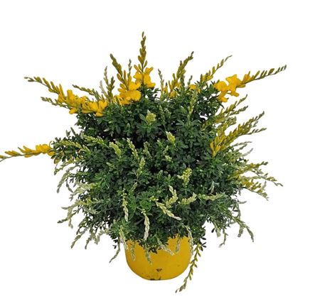 Cytisus Racemosus Bush