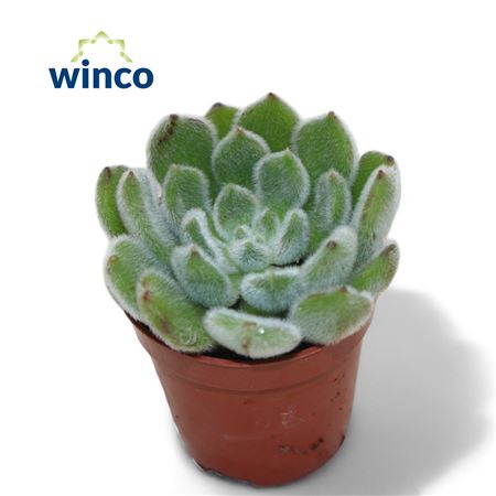 Эхеверия Зеленый бархат