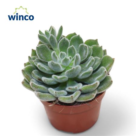 Echeveria Green Velvet