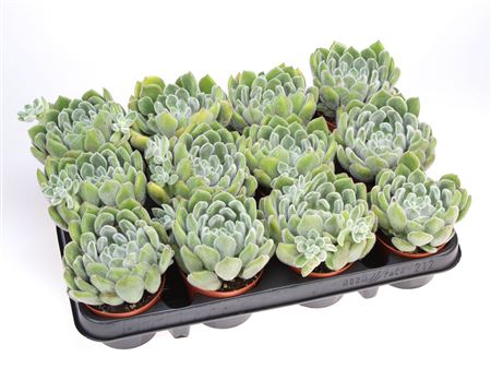 Echeveria Setosa