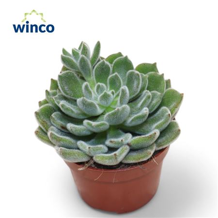 Echeveria Green Velvet