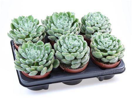 Echeveria Setosa