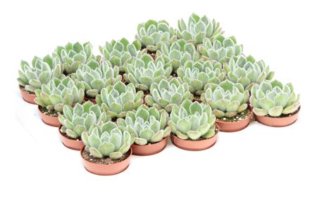 Echeveria Setosa