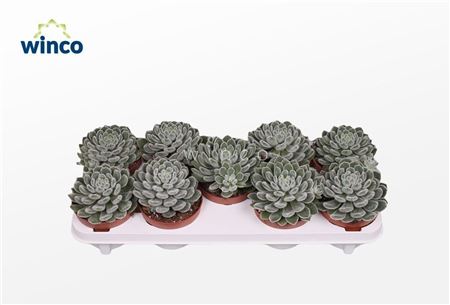 Echeveria Green Velvet