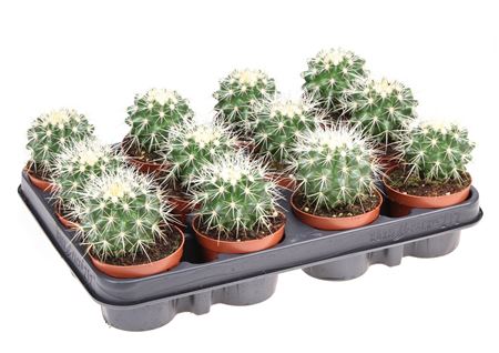 Echinocactus Grusonii