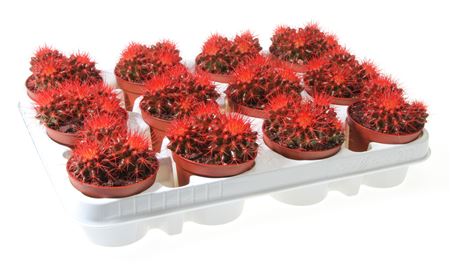 Echinocactus Rainbow Red