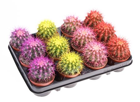 Echinocactus Rainbow Mix