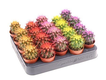 Echinocactus Rainbow Mix