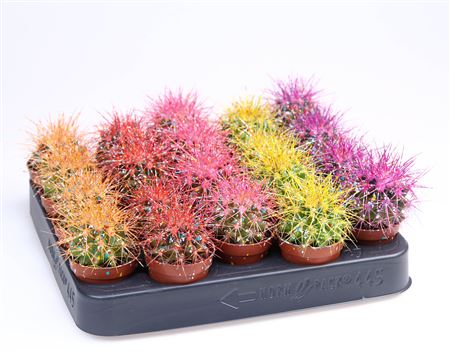 Grusonii Rainbow Sprinkle Mix