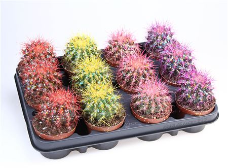 Grusonii Rainbow Sprinkle Mix