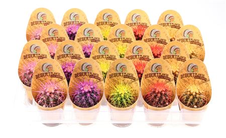 Grusonii Rainbow Indian Cover