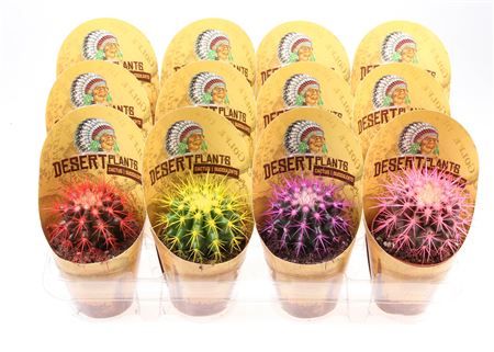 Echinocactus Rainbow Koker