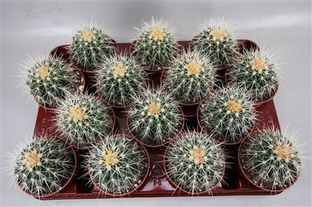 Echinocactus Grusonii