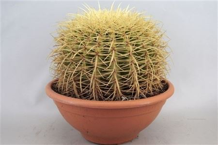 Echinocactus Grusonii Bowl