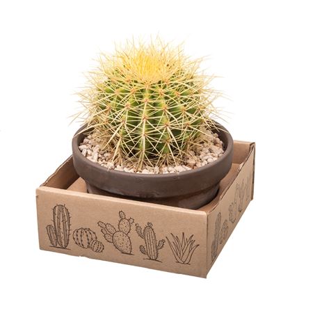 Echinocactus Grusonii In Terracotta