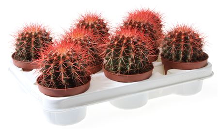 Echinocactus Rainbow Red