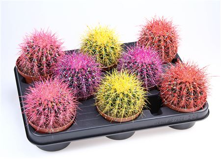 Grusonii Rainbow Sprinkle Mix