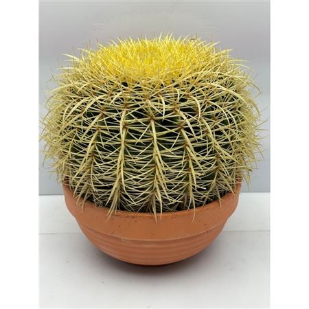 Echinocactus Grusonii Bowl