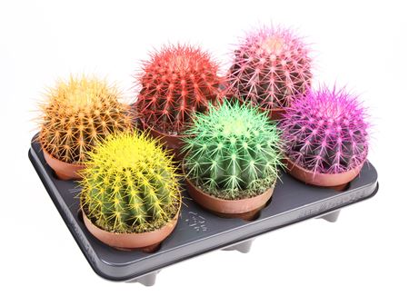 Echinocactus Rainbow Mix
