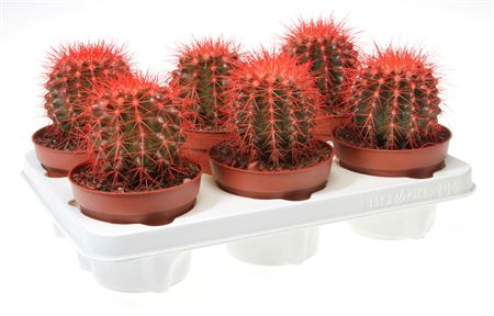 Echinocactus Rainbow Red