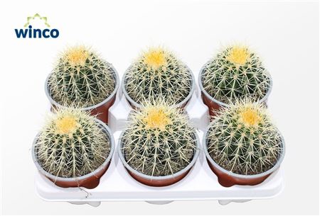 Echinocactus Grusonii