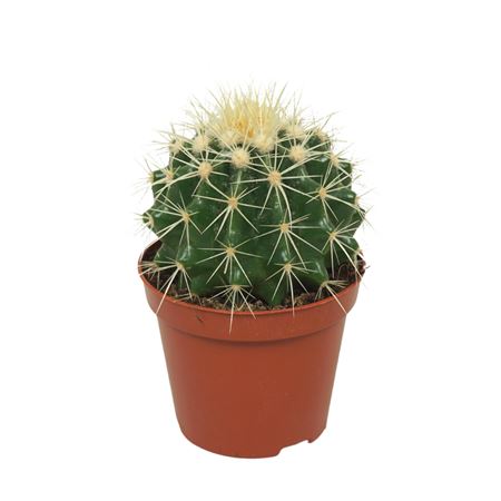 Echinocactus Grusonii