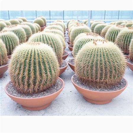 Echinocactus Grusonii