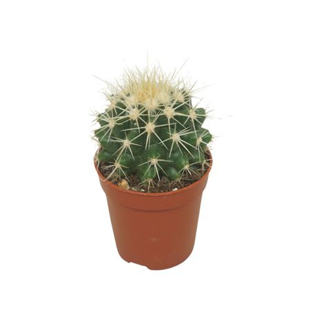 Echinocactus Grusonii