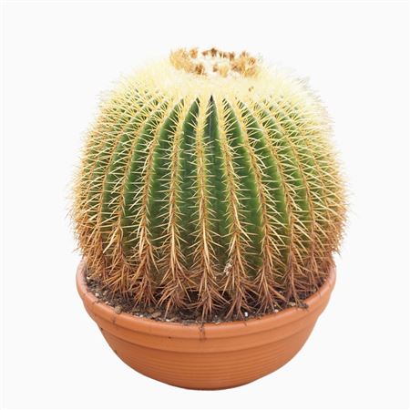 Echinocactus Grusonii
