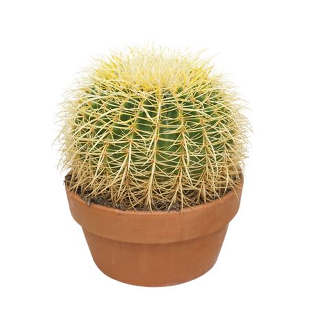 Echinocactus Grusonii