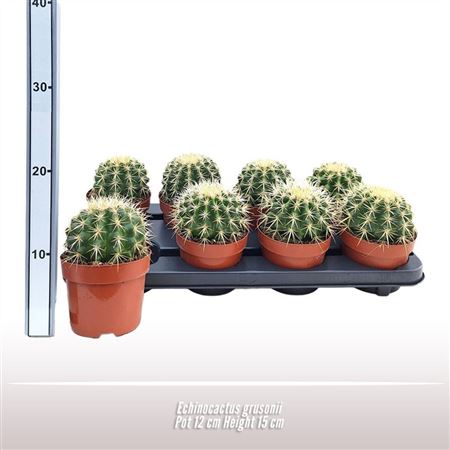 Echinocactus Grusonii