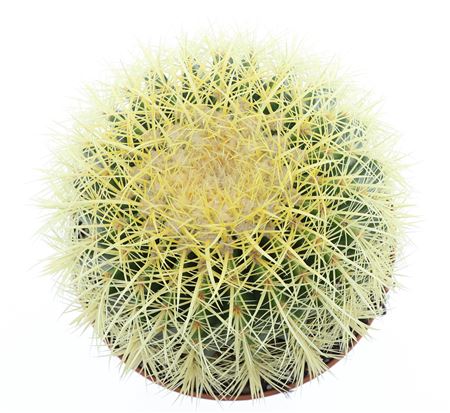 Echinocactus Grusonii