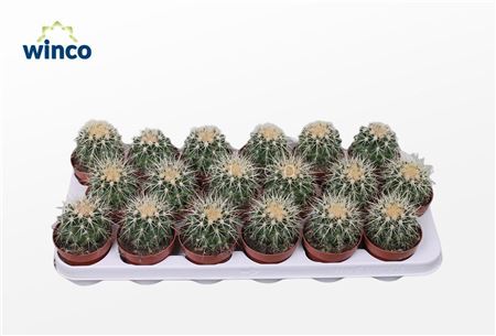 Echinocactus Grusonii