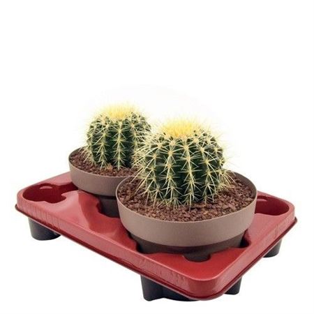 Echinocactus Grusonii