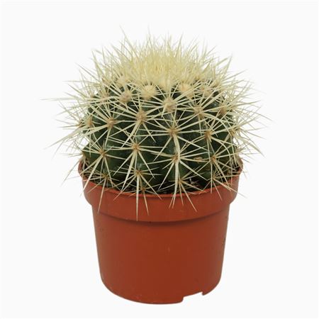 Echinocactus Grusonii