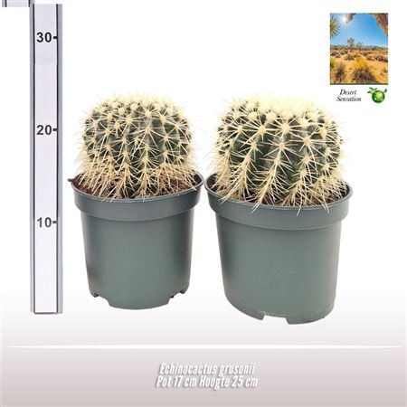 Echinocactus Grusonii