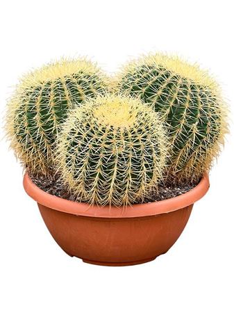 Echinocactus Grusonii