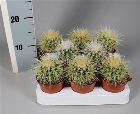 Echinocactus Grusonii + Foto-etiket