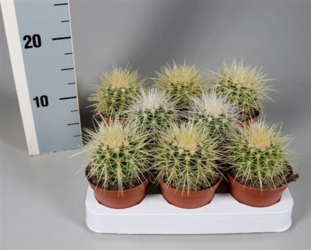 Echinocactus Grusonii