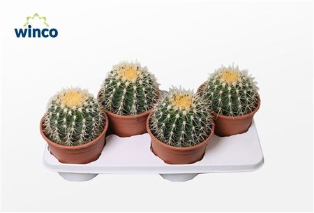 Echinocactus Grusonii
