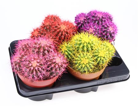 Echinocactus Rainbow Mix