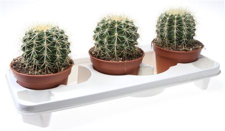 Echinocactus Grusonii