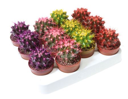 Echinocactus Rainbow Mix
