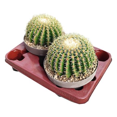 Echinocactus Grusonii Brevispinus
