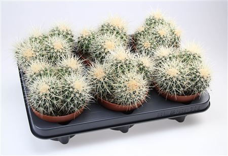 Echinocactus Grusonii Dubbel
