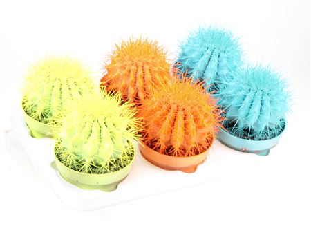 Echinocactus Rainbow Summer Mix