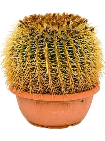 Echinocactus Grusonii