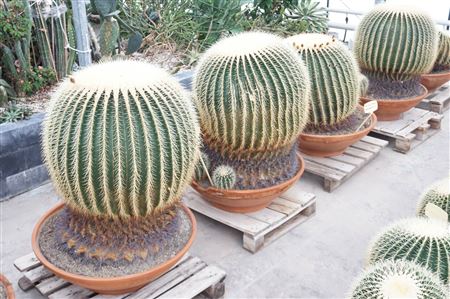 Echinocactus Grusonii