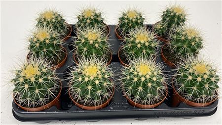 Echinocactus Grusonii