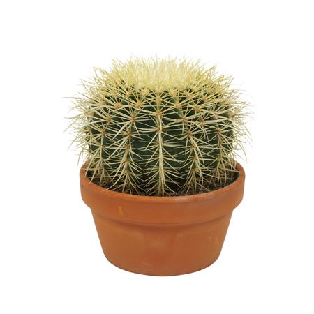 Echinocactus Grusonii